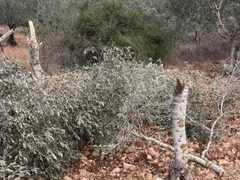 مستوطنون يقطعون أشجار زيتون في عجة جنوب جنين