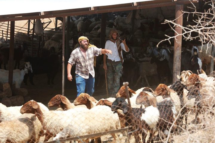 مستوطنون يصيبون مسنة وأولادها ويسرقون 30 رأسا من الأغنام شرق الخليل