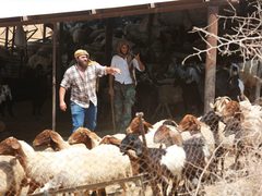 مستوطنون يصيبون مسنة وأولادها ويسرقون 30 رأسا من الأغنام شرق الخليل