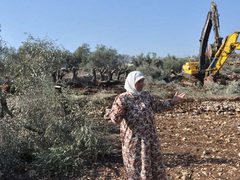 الاحتلال يقتلع أشجار زيتون ويخطر بهدم محال تجارية في عرابة