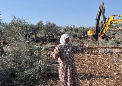 الاحتلال يقتلع أشجار زيتون ويخطر بهدم محال تجارية في عرابة