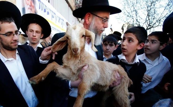 مستوطنون يحاولون إدخال قرابين "حيوانية" للبلدة القديمة بالقدس المحتلة