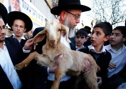 مستوطنون يحاولون إدخال قرابين "حيوانية" للبلدة القديمة بالقدس المحتلة