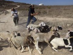 مستوطنون يهاجمون رعاة الماشية في مسافر يطا جنوب الخليل