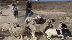 مستوطنون يهاجمون رعاة الماشية في مسافر يطا جنوب الخليل