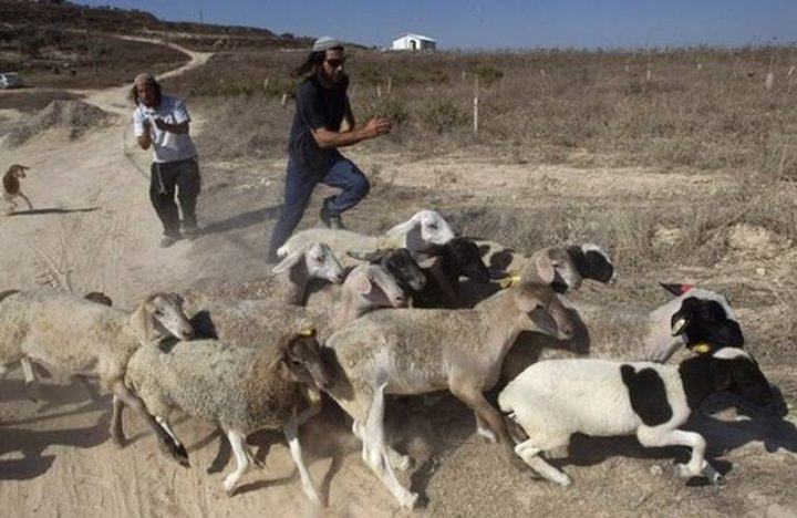 مستوطنون يهاجمون رعاة الماشية في مسافر يطا جنوب الخليل