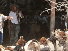 مستوطنون يهاجمون قرية يبرود ويعتدون على مواطن ويسرقون 15 رأس غنم