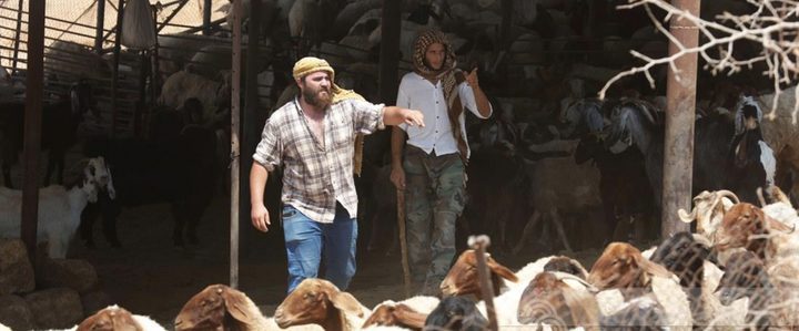 مستوطنون يهاجمون قرية يبرود ويعتدون على مواطن ويسرقون 15 رأس غنم