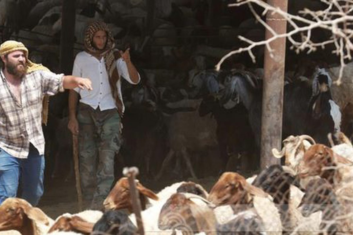 مستوطنون يهاجمون قرية يبرود ويعتدون على مواطن ويسرقون 15 رأس غنم