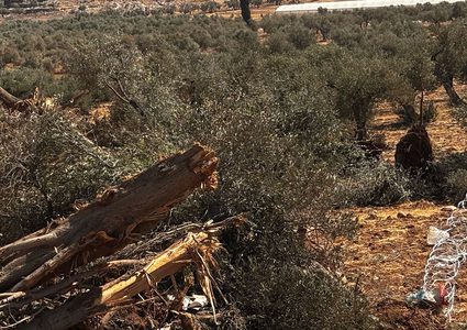 تجريف أرض واقتلاع أشجار في المنطقة الجنوبية لمدينة الخليل