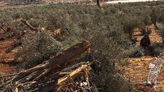 تجريف أرض واقتلاع أشجار في المنطقة الجنوبية لمدينة الخليل