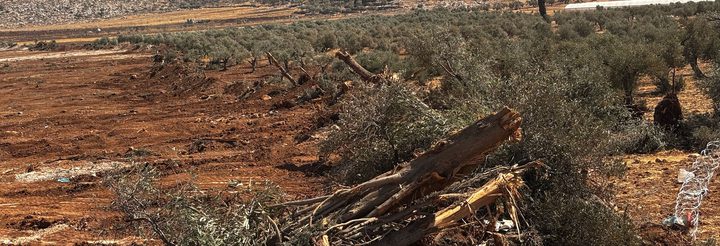 تجريف أرض واقتلاع أشجار في المنطقة الجنوبية لمدينة الخليل