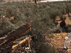 تجريف أرض واقتلاع أشجار في المنطقة الجنوبية لمدينة الخليل
