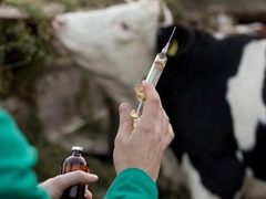 وزارة الزراعة تطلق حملة وطنية لتحصين الثروة الحيوانية من الحمى القلاعية (SAT1)