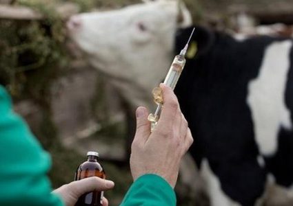 وزارة الزراعة تطلق حملة وطنية لتحصين الثروة الحيوانية من الحمى القلاعية (SAT1)