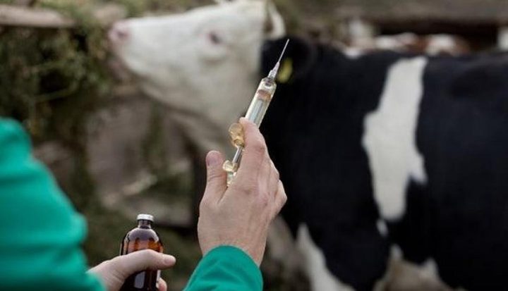 وزارة الزراعة الفلسطينية تتخذ إجراءات عاجلة لمواجهة انتشار الحمى القلاعية