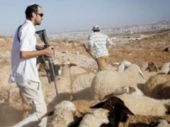 مستوطنون يسرقون مواشي من تجمع عرب الكعابنة شمال أريحا