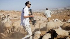 مستوطنون يسرقون مواشي من تجمع عرب الكعابنة شمال أريحا