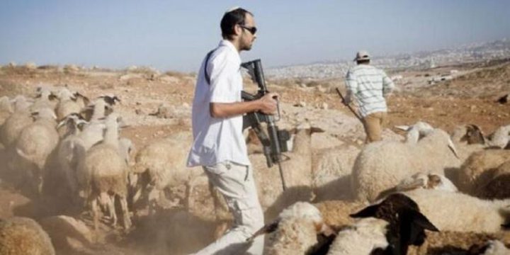 مستوطنون يسرقون مواشي من تجمع عرب الكعابنة شمال أريحا