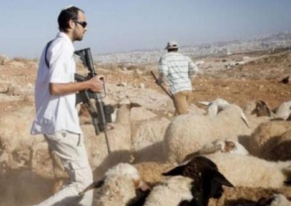 مستوطنون يسرقون مواشي من تجمع عرب الكعابنة شمال أريحا