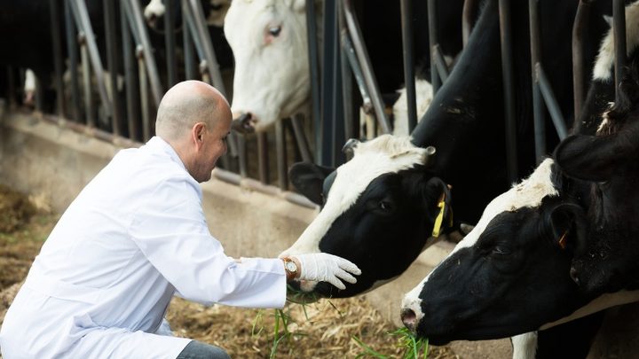 الزراعة: تحصين 13,067 رأسا من أبقار الحليب ضد الحمى القلاعية