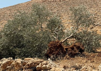 الاحتلال يقتلع عشرات أشجار الزيتون في تقوع جنوب شرق بيت لحم