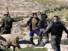 مستوطنون يهاجمون رعاة أغنام شرق بيت لحم