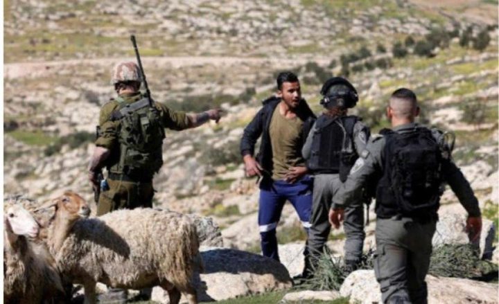 قوات الاحتلال تطارد رعاة الاغنام في كيسان شرق بيت لحم