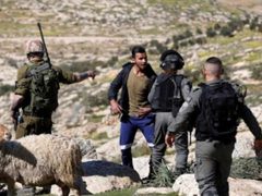 قوات الاحتلال تطارد رعاة الاغنام في كيسان شرق بيت لحم