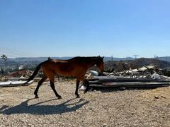 الاحتلال يشرع بهدم اسطبل للخيول في الرام