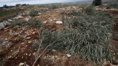 تجريف أراضٍ واقتلاع أشجار زيتون في برقة شمال غرب نابلس