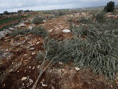 تجريف أراضٍ واقتلاع أشجار زيتون في برقة شمال غرب نابلس