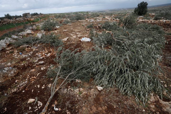 تجريف أراضٍ واقتلاع أشجار زيتون في برقة شمال غرب نابلس