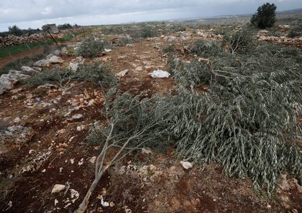 تجريف أراضٍ واقتلاع أشجار زيتون في برقة شمال غرب نابلس