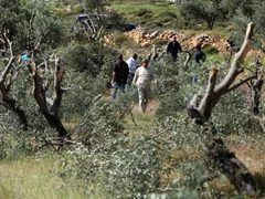 مستوطنون يقتلعون أشجار زيتون في ترمسعيا