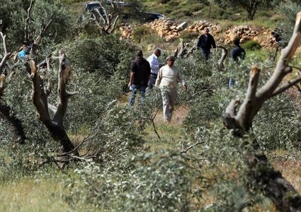 مستوطنون يقطعون نحو 400 شجرة زيتون في سهل ترمسعيا شمال رام الله