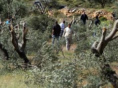 مستوطنون يقطعون نحو 400 شجرة زيتون في سهل ترمسعيا شمال رام الله