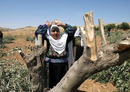 الاحتلال يواصل تجريف أراضٍ واقتلاع أشجار زيتون في برقة شمال نابلس