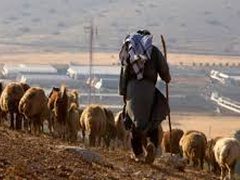 مستوطنون يمنعون الأهالي من الوصول الى أراضيهم في مسافر يطا