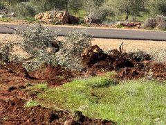 تجريف أراضٍ واقتلاع أشجار زيتون شمال ديراستيا