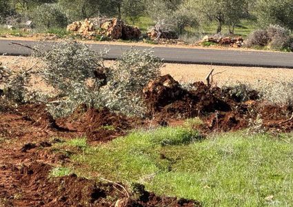 تجريف أراضٍ واقتلاع أشجار زيتون شمال ديراستيا