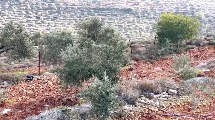 الاحتلال يقتلع أشجار زيتون معمّرة في قرية عسلة شرق قلقيلية