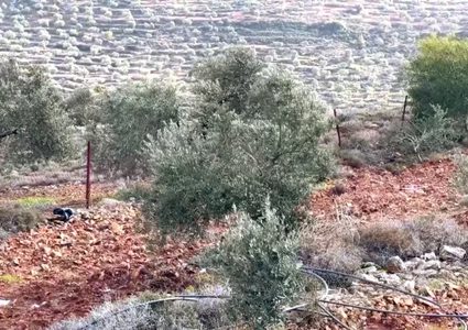 الاحتلال يقتلع أشجار زيتون معمّرة في قرية عسلة شرق قلقيلية