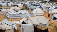 الأونروا: الجرذان تعض أطفال غزة داخل الخيام وتحذيرات من تفشي الأمراض
