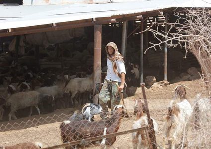 مستوطنون يستولون على 80 رأساً من الأغنام في كفر مالك شرق رام الله