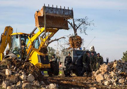 "مجزرة بحق الزيتون".. اقتلاع وتجريف يستهدف هوية الأرض الفلسطينية