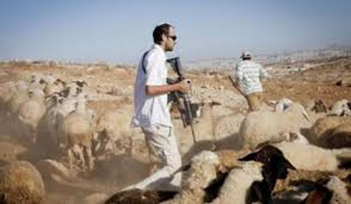 مستوطنون مسلحون يهاجمون سنجل وجلجليا ويسرقون أغناما