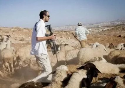 مستوطنون يهاجمون رعاة أغنام قرب بيت عنان ويحاولون سرقة أغنامهم شمال غرب القدس