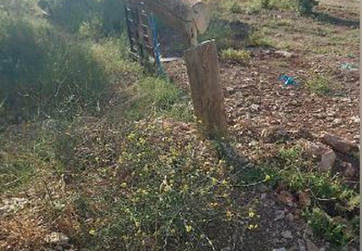 مستوطن يقوم يتخريب شبكة الكهرباء ويقص أعمدة في أراضي قرية مادما جنوب نابلس.