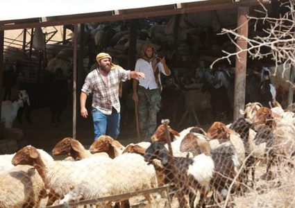 مستوطنون يسرقون 45 رأسا من الأغنام وآخرون ينكلون بمواطن جنوب الخليل